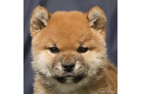 成約済の愛知県の柴犬-358977の2枚目